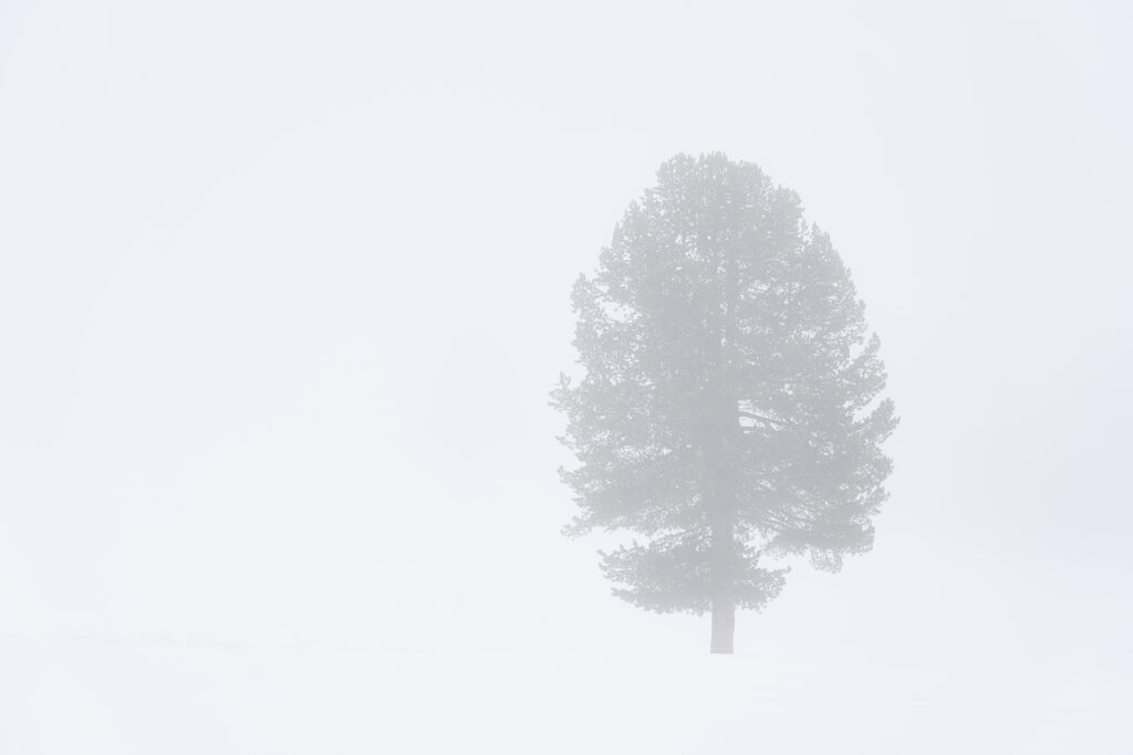 Fotografia fine art minimalista e pittorialista di un singolo pino isolato in un paesaggio invernale completamente innevato e nebbioso. Fine art minimalist and pictorialist photograph of a single isolated pine tree in a completely snow-covered and foggy winter landscape.