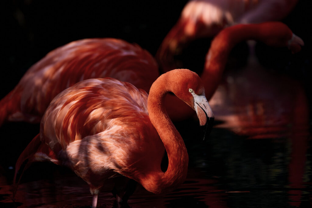 Fotografia fine art pittorialista "Il Testimone Lucente" di Antonio Milesi: primo piano di un fenicottero con piumaggio corallo illuminato in chiaroscuro, atmosfera meditativa e pittorica. Fine art pictorialist photograph "The Shining Witness" by Antonio Milesi: close-up of a flamingo with coral plumage illuminated in chiaroscuro, meditative and painterly atmosphere.