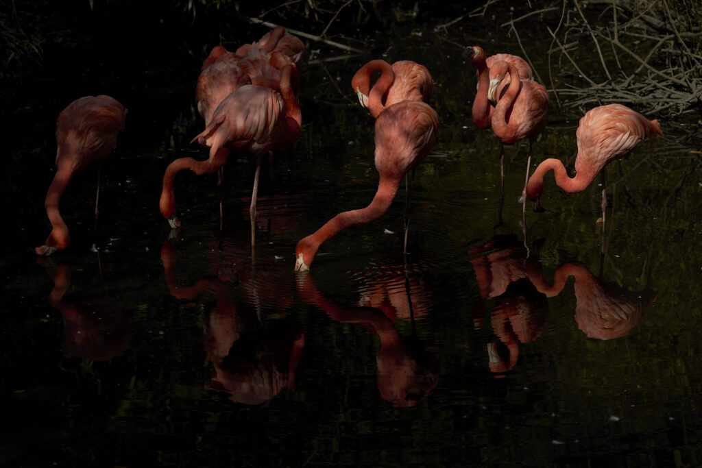 Fotografia pittorialista chiaroscurale di un gruppo di fenicotteri rosa in acqua scura. La luce drammatica colpisce le piume, creando riflessi sinuosi e un senso di calma e mistero romantico. Pictorialist chiaroscuro photograph of a flock of pink flamingos in dark water. Dramatic light hits their feathers, creating sinuous reflections and a sense of romantic calm and mystery.