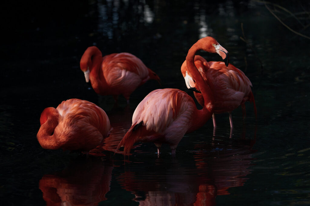Fotografia fine art pittorialista "La Danza dei Tempi" di Antonio Milesi: una composizione di quattro fenicotteri rosa in acque scure, con riflessi nitidi. Un fenicottero a sinistra dorme col becco sotto l'ala, uno a destra è sveglio, e due sullo sfondo sono posizionati centralmente. Fine art pictorialist photograph "The Dance of Times" by Antonio Milesi: a composition of four pink flamingos in dark water, with crisp reflections. One flamingo on the left is sleeping with its beak under its wing, one on the right is awake, and two in the background are centered.