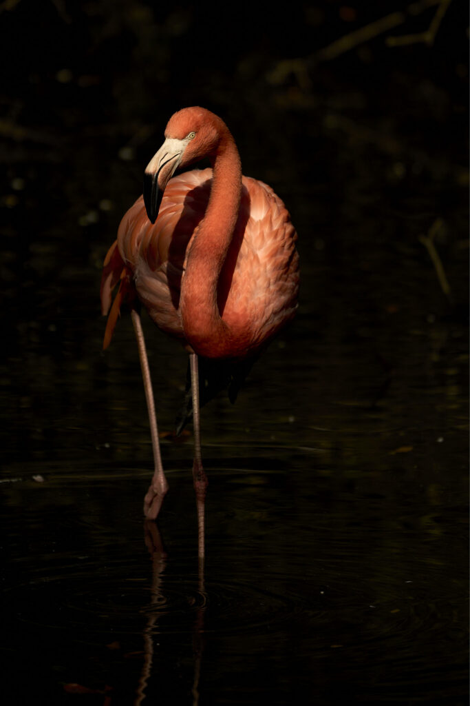 Fotografia fine art pittorialista "La Verticale del Silenzio" di Antonio Milesi: un fenicottero in piedi su una zampa sola, illuminato da una luce laterale drammatica su fondo scuro, stile pittorico ispirato al Romanticismo. Fine art pictorialist photograph "The Vertical of Silence" by Antonio Milesi: a flamingo standing on one leg, illuminated by dramatic side lighting against a dark background, painterly style inspired by Romanticism.
