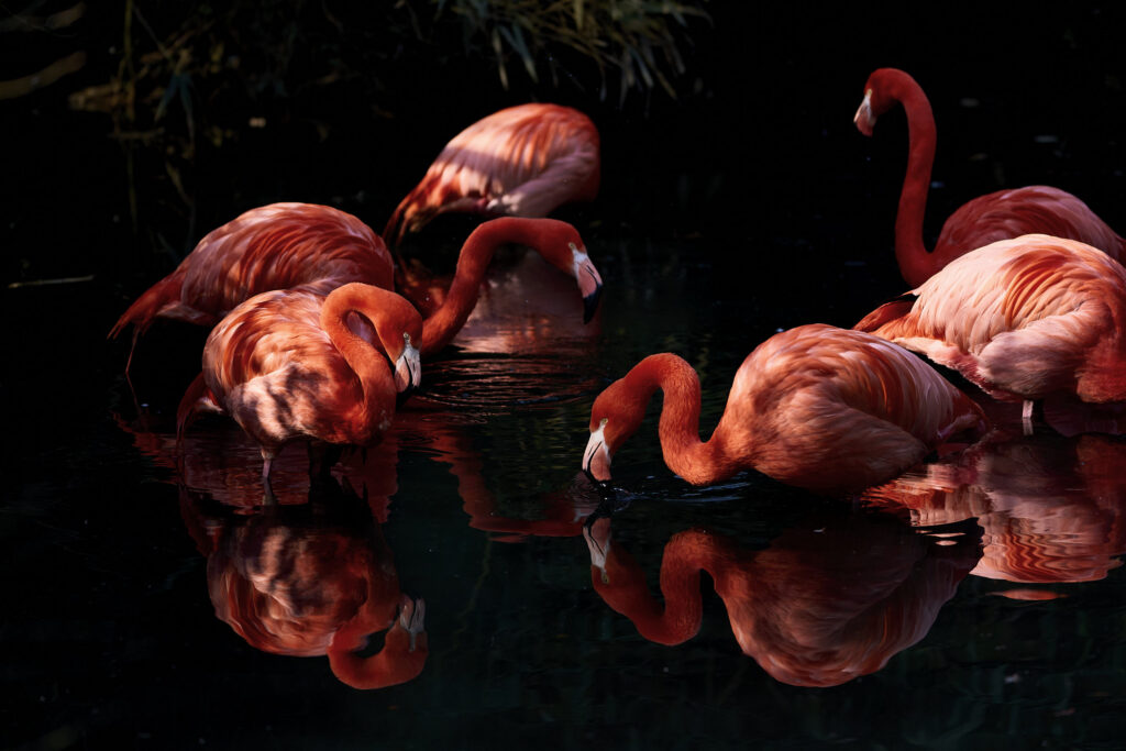 Fotografia fine art pittorialista "Risonanze simmetriche" di Antonio Milesi: un gruppo di fenicotteri color corallo nell'oscurità con riflessi speculari ritmici nell'acqua. Fine art pictorialist photograph "Symmetrical Resonances" by Antonio Milesi: a group of coral flamingos in the dark with rhythmic specular reflections in the water.