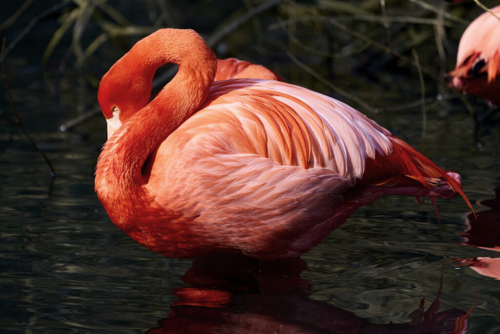 Fotografia fine art pittorialista "Il centro immobile" di Antonio Milesi: un fenicottero rosa corallo colto in un momento di assoluto riposo, con il becco nascosto tra le piume, luce calda e stile pittorico. Fine art pictorialist photograph "The Still Point" by Antonio Milesi: a coral pink flamingo captured in a moment of absolute rest, beak tucked into feathers, with warm light and a painterly style.