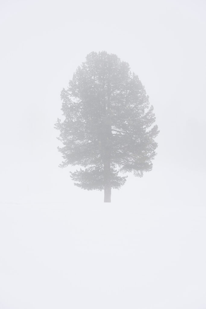 Fotografia pittorialista minimalista di Antonio Milesi: Lost. Un singolo albero isolato avvolto in una fitta nebbia bianca. Composizione eterea e meditativa dalla collezione L'insostenibile leggerezza del silenzio. Minimalist pictorialist photography by Antonio Milesi: Lost. A single isolated tree shrouded in thick white mist. Ethereal and meditative composition from the collection The Unbearable Lightness of Silence.