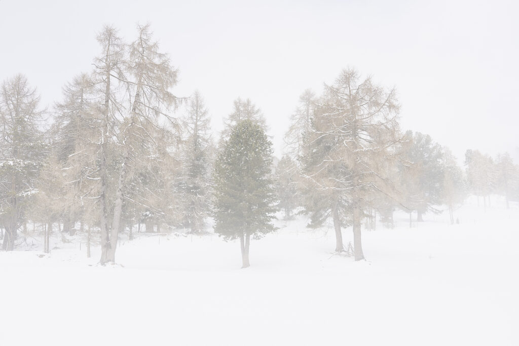 Fotografia artistica di Antonio Milesi intitolata "Everything Still". Un paesaggio boschivo etereo e sfuocato, completamente immerso in una nebbia bianca luminosa. Atmosfera zen e meditativa dalla collezione L'insostenibile leggerezza del silenzio. Fine art photography by Antonio Milesi titled "Everything Still." An ethereal and blurred woodland landscape, completely immersed in a bright white mist. Zen and meditative atmosphere from the collection The Unbearable Lightness of Silence.