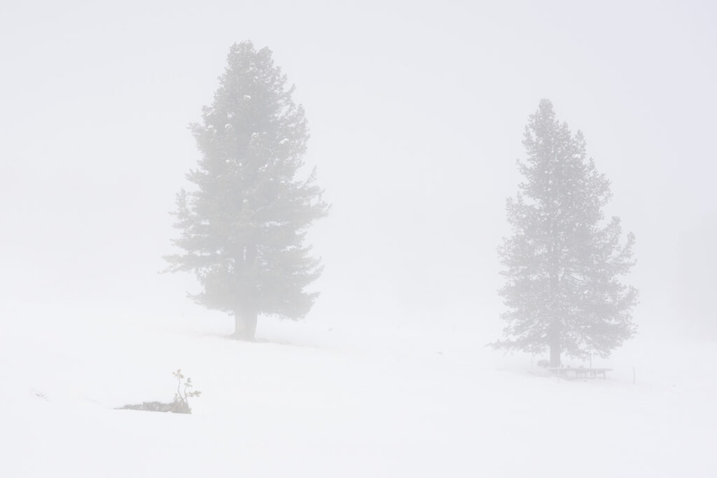 Fotografia artistica pittorialista di Antonio Milesi intitolata "Just two of us". Due alberi solitari e vicini avvolti in una fitta nebbia bianca totale. Stile high-key etereo e meditativo dalla collezione L'insostenibile leggerezza del silenzio. Fine art pictorialist photography by Antonio Milesi titled "Just two of us." Two solitary yet close trees enveloped in total thick white mist. Ethereal and meditative high-key style from the collection The Unbearable Lightness of Silence.