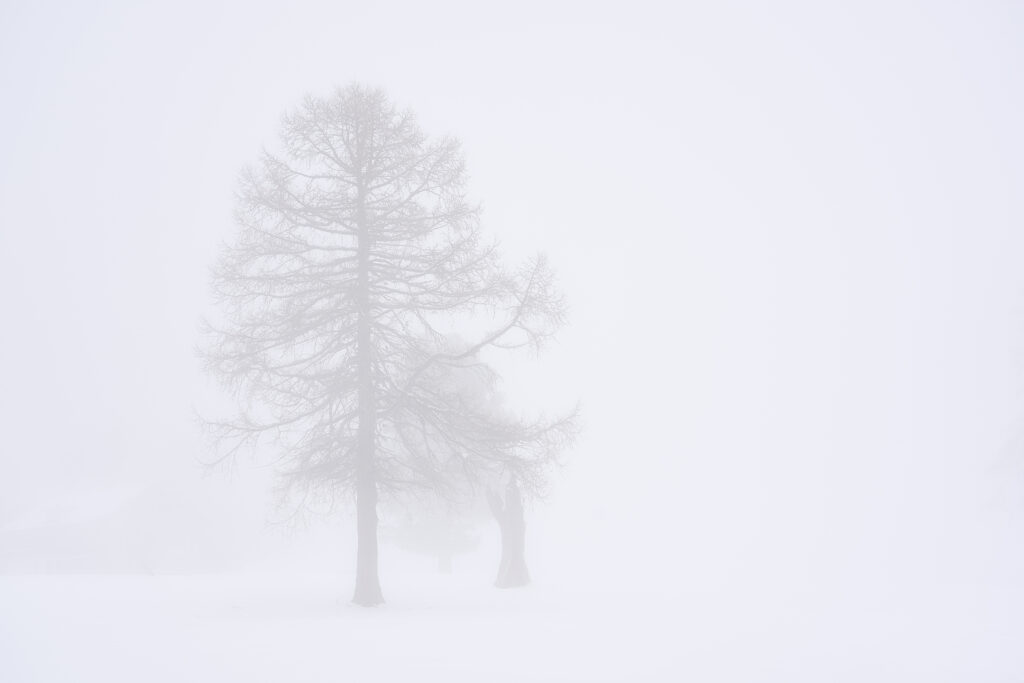Fotografia artistica di Antonio Milesi intitolata "The Mist". Un paesaggio minimalista con alberi sfuocati avvolti in una nebbia bianca totale. Stile pittorialista dalla collezione L'insostenibile leggerezza del silenzio. Fine art photography by Antonio Milesi titled "The Mist." A minimalist landscape featuring blurred trees enveloped in total white mist. Pictorialist style from the collection The Unbearable Lightness of Silence.