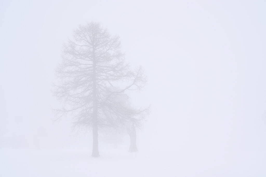 Fotografia fine art pittorialista "The Mist" di Antonio Milesi: sagome eteree di alberi che svaniscono in una nebbia bianca assoluta, estetica minimalista e meditativa. Fine art pictorialist photograph "The Mist" by Antonio Milesi: ethereal silhouettes of trees fading into an absolute white mist, minimalist and meditative aesthetic.