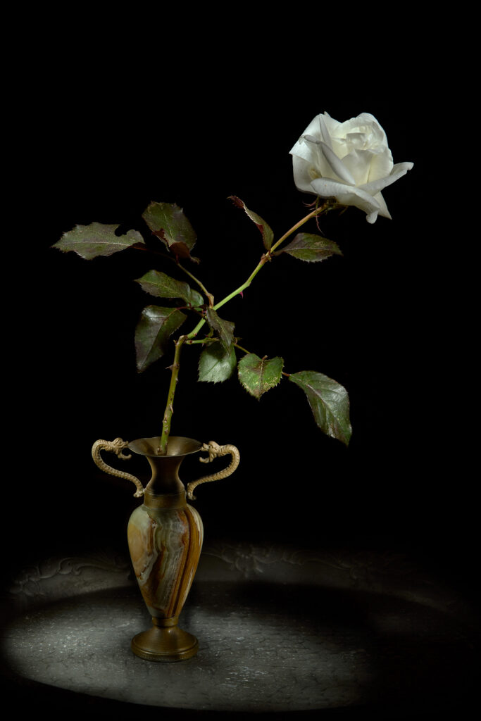 Fotografia artistica in stile Vanitas di Antonio Milesi: "Elegia della Luce Bianca". Una singola rosa bianca stelo lungo è esposta in un antico vaso ornamentale di onice con manici a drago d'ottone, appoggiato su un vassoio di metallo, contro uno sfondo nero profondo. Illuminazione teatrale drammatica. Vanitas style fine art photography by Antonio Milesi: "Elegy of White Light". A single white rose with a long stem is displayed in an antique ornamental onyx vase with brass dragon handles, resting on a metal tray, set against a deep black background. Dramatic dramatic theatrical lighting.