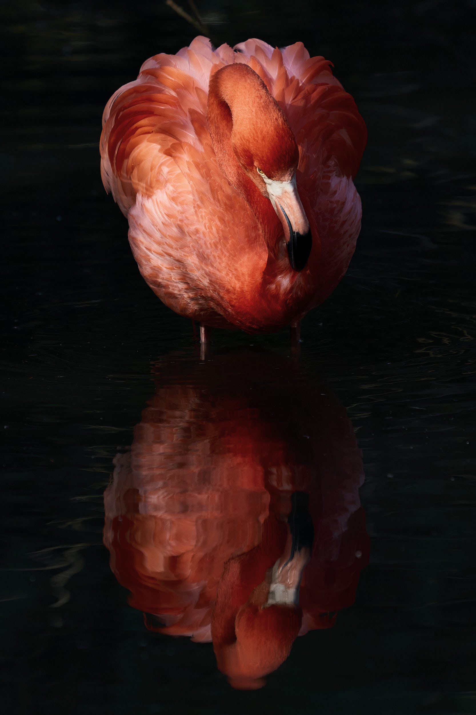 Flamingo. Lo Specchio dell'Anima The mirror of the soul Fotografia fine art pittorialista "Lo specchio dell'anima": un fenicottero color corallo con riflesso simmetrico su acqua scura. Fine art pictorialist photograph "The Mirror of the Soul" featuring a coral flamingo symmetrically reflected on dark water.